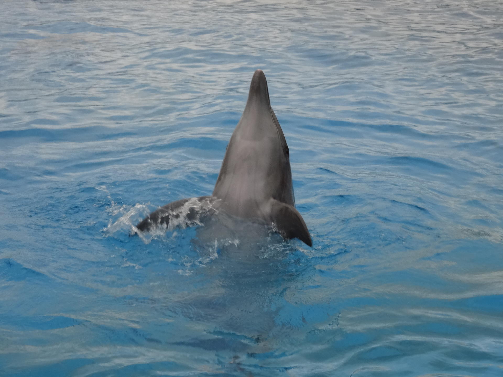 Schwimmen mit Delfinen in Batumi